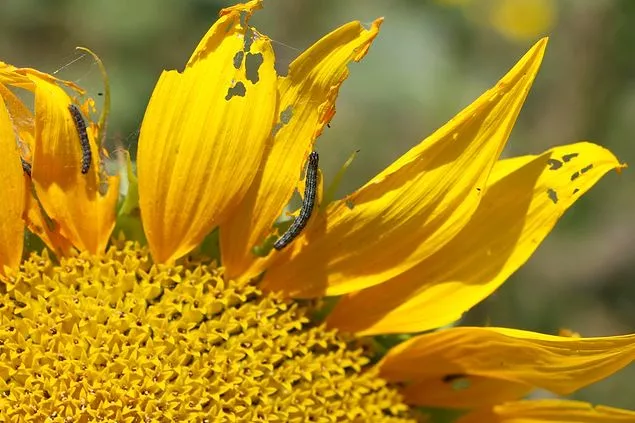 Ayçiçeğinde Çayır Tırtılı Lepidoptera: Pyralidae
