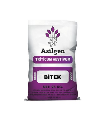 Triticum aestivum